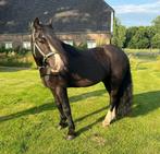 Knappe zwarte D pony ruin te koop, Gechipt, Ruin, 7 tot 10 jaar, Recreatiepony