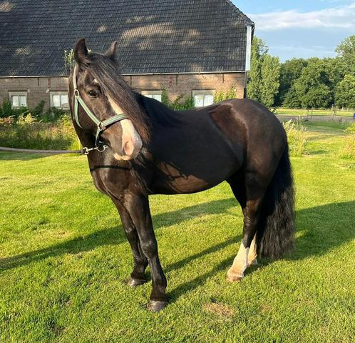Knappe zwarte D pony ruin te koop, Dieren en Toebehoren, Pony's, Ruin, D pony (1.37m tot 1.48m), Recreatiepony, 7 tot 10 jaar