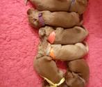 Labradoodle pups met WALA stamboom, Dieren en Toebehoren, Honden | Retrievers, Spaniëls en Waterhonden, CDV (hondenziekte), Particulier