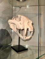 Schedel Siberische Tijger op Standaard, Ophalen of Verzenden