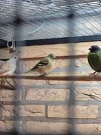 Zwartkopsijs pop, Vrouwelijk, Tropenvogel, Geringd