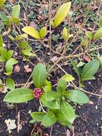 Skimming japonica rubella (3 stuks), Ophalen, Zomer, Overige soorten, Volle zon