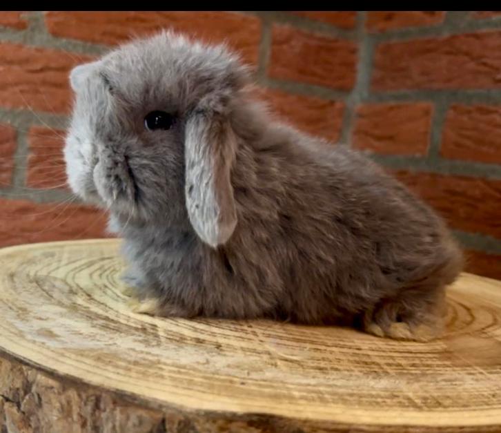 Laatste koppel raszuivere minilopjes, Dieren en Toebehoren, Konijnen, Dwerg, Meerdere dieren