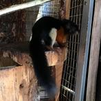 Rafflesi eekhoorn, Dieren en Toebehoren, Maart, Mannelijk, Overige typen, Tam