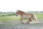 Lieve verzorger 15+ gezocht voor lieve shetlander, Dieren en Toebehoren, 1 paard of pony