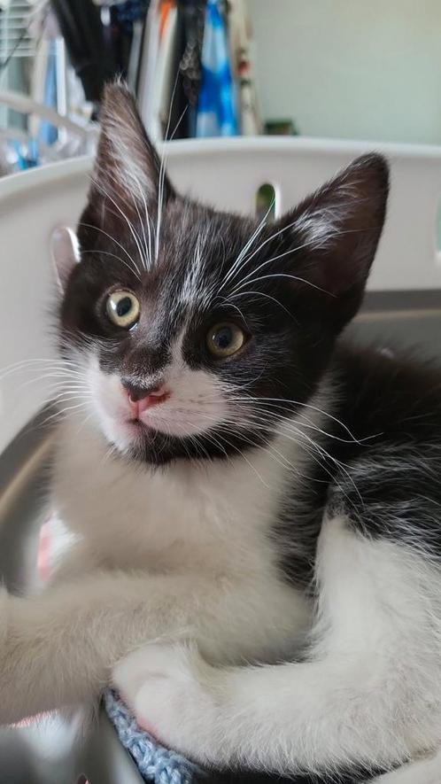 Laatste katertje, Dieren en Toebehoren, Katten en Kittens | Dekkaters