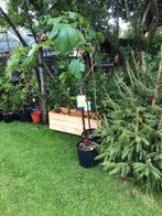 Vijgenbomen, manshoog, gifvrij, Ophalen, In pot, Volle zon, Overige soorten