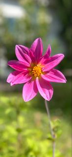 Dahlia 5, Tuin en Terras, Ophalen, Zomer, Overige soorten, Volle zon