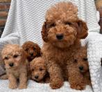Lieve mooie dwergpoedel puppys, Poedel, CDV (hondenziekte), 8 tot 15 weken, Meerdere