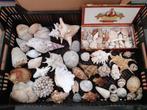 Grote partij oude ( versteende ) schelpen / fossielen, Verzamelen, Mineralen en Fossielen, Schelp(en), Ophalen of Verzenden