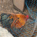 Krielhaan bruin zwart, Dieren en Toebehoren, Vrouwelijk, Kip