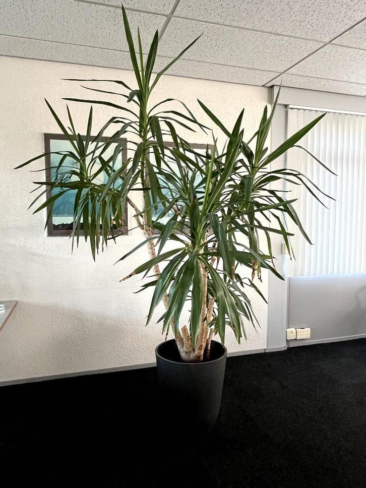 Grote plant - Yucca Elephantipes - MOET SNEL WEG!, Huis en Inrichting, Kamerplanten, Palm, 200 cm of meer, Groene kamerplant, Halfschaduw