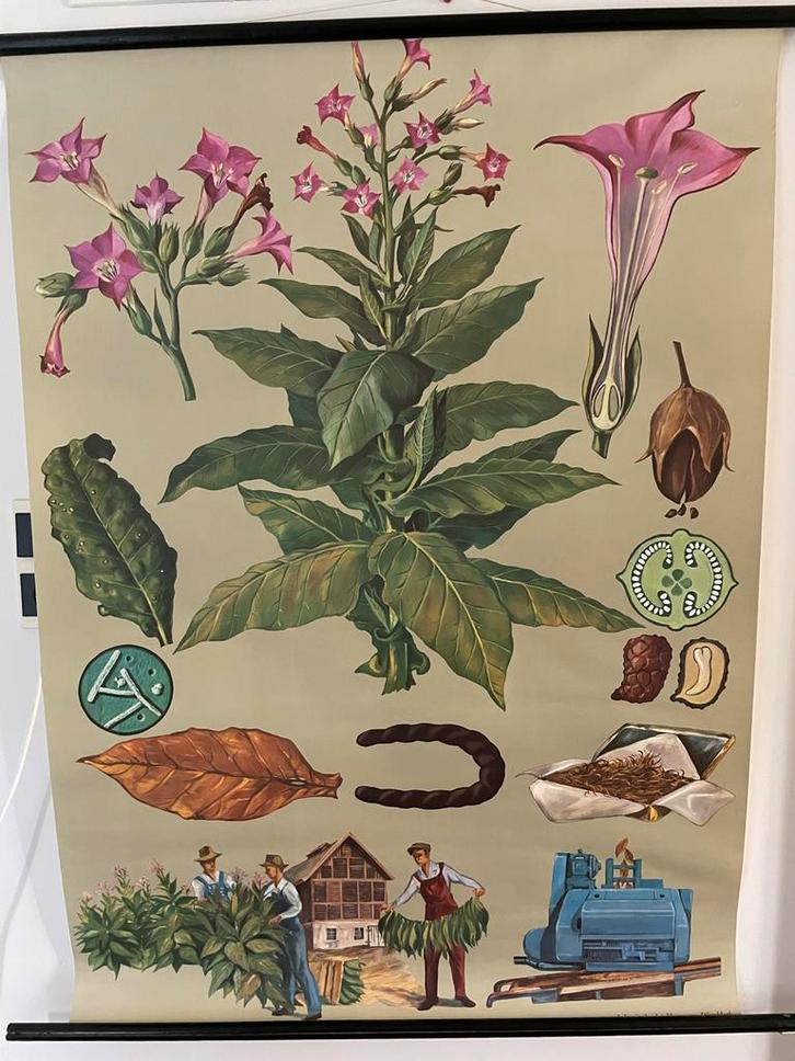 Schoolplaat Tabaksplant - Hagemann, Antiek en Kunst, Antiek | Schoolplaten, Natuur en Biologie, Ophalen of Verzenden