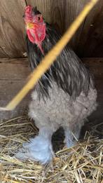 Mooie lieve brahma haan, Mannelijk, Kip