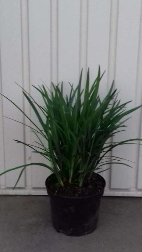 siergras liriope muscari big blue, leliegras, Tuin en Terras, Planten | Tuinplanten, Vaste plant, Siergrassen, Zomer, Ophalen