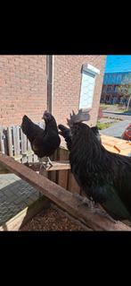 Ayaam cemani broedeieren, Dieren en Toebehoren, Vogels | Duiven, Geslacht onbekend