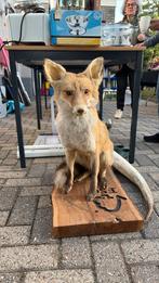 Opgezette vos, Ophalen of Verzenden