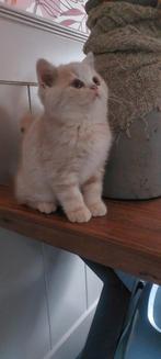 Brits korthaar kitten/Met of zonder Stamboom, Dieren en Toebehoren, Katten en Kittens | Overige Katten, Poes