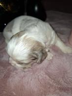Mooie raszuivere shih tzu pups, Dieren en Toebehoren, Honden | Chihuahua's en Gezelschapshonden, Parvo, Overige rassen, 8 tot 15 weken