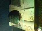 Schildpad, Dieren en Toebehoren, Reptielen en Amfibieën