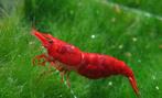 Gezocht!!! Neocaridina Davidi Sakura Red, Dieren en Toebehoren