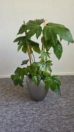 Fatsia Japonica / Vingerplant met Pot 80cm, Ophalen, Overige soorten, Halfschaduw, In pot