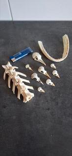 Schedels . Skull, Meerdere dieren