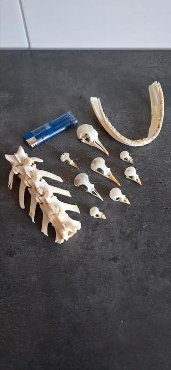 Schedels . Skull   beschikbaar voor biedingen