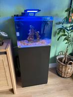 Compleet gevuld zeeaquarium blue marine 60, Ophalen, Zo goed als nieuw, Gevuld zeewateraquarium
