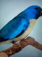 Gezocht koppel wit borst splendids, Meerdere dieren, Parkiet, Geringd