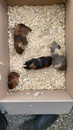 Cavia’s, Dieren en Toebehoren, Knaagdieren, Augustus, Meerdere dieren, Cavia