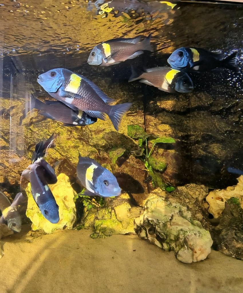 F1 Tropheus duboisi maswa in jeugtkleed stipenpatroon 2/4cm, Dieren en Toebehoren, Vissen | Aquariumvissen, Vis, Zoetwatervis