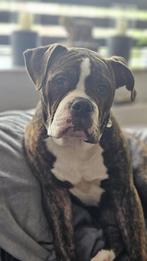 Gouden mand gezocht old englich pup, Dieren en Toebehoren, Reu, Bulldog, Eén hond, Nederland