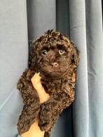 Mini labradoodle pups te koop! WIJ MOGEN VERHUIZEN!, Dieren en Toebehoren, Overige rassen, CDV (hondenziekte), 8 tot 15 weken