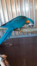 Ara caninde, Dieren en Toebehoren, Vogels | Parkieten en Papegaaien, Mannelijk, Papegaai, Geringd