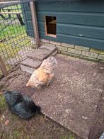 Wyandotte haan, Dieren en Toebehoren, Pluimvee, Mannelijk, Kip