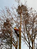 Boomverzorging snoeien en kappen van bomen, Ophalen of Verzenden, Volle zon, Overige soorten