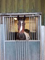 Verzorging voor onze paarden gezocht, Diensten en Vakmensen, Dieren | Paarden | Verzorging, Oppas en Les