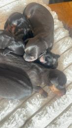 5 teckel pups Blue and Tan & Merle, Dieren en Toebehoren, Honden | Teckels en Dashonden, Rabiës (hondsdolheid), 8 tot 15 weken
