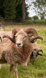 Te koop vanaf 1-11-25 goedgekeurde Drents Heideschaap dekram, Dieren en Toebehoren, Mannelijk, Schaap