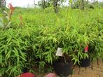 Bamboe, Fargesia en Phyllostachys