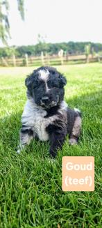 Mooie pups Herdermix X Altdeutsche Hütehund, Dieren en Toebehoren, Honden | Niet-rashonden, 8 tot 15 weken, Groot, Meerdere, Meerdere dieren