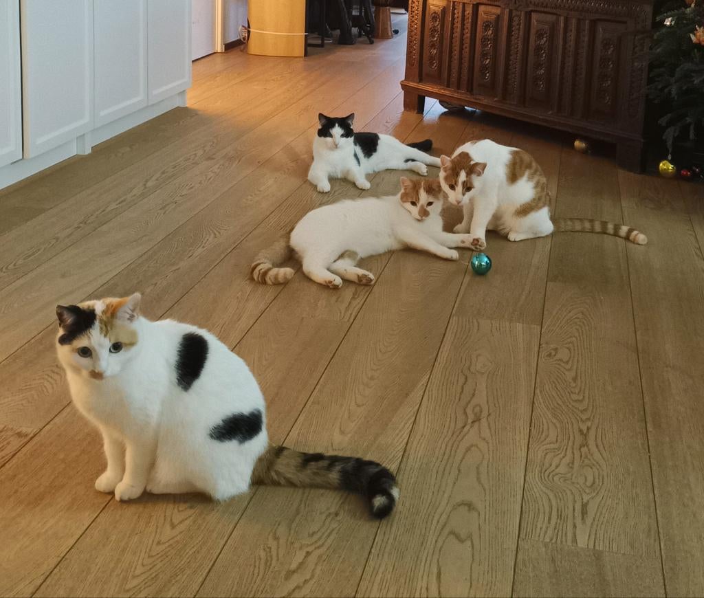 Langdurige oppas(familie) gezocht voor geweldig poezengezin!, Dieren en Toebehoren, Katten en Kittens | Overige Katten