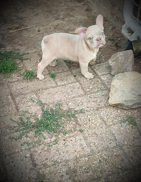Mooie Franse bulldog pup mag verhuizen, Dieren en Toebehoren, Honden | Bulldogs, Pinschers en Molossers, Reu, Bulldog, Particulier