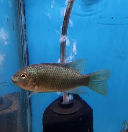 Coptodon louka 33% korting!, Dieren en Toebehoren, Vissen | Aquariumvissen, Zoetwatervis, Vis