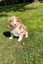 Hij is wit/off-white van kleur, Dieren en Toebehoren, Honden | Herdershonden en Veedrijvers, Reu, Eén hond, Nederland, Particulier