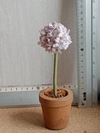 Mooie bloem pph, Verzenden, Zo goed als nieuw, Poppenhuis