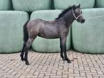 Te koop mooi welsh a hengst veulen, Dieren en Toebehoren, Pony's, Hengst, Niet van toepassing, A pony (tot 1.17m), 0 tot 2 jaar
