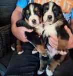 Berner sennen pups, Dieren en Toebehoren, CDV (hondenziekte), Meerdere, Meerdere dieren, Nederland
