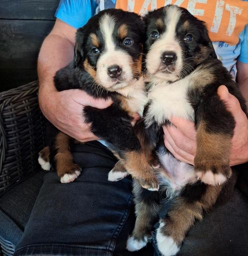 Berner sennen pups, Dieren en Toebehoren, Honden | Bulldogs, Pinschers en Molossers, Meerdere dieren, Sennenhond, Particulier